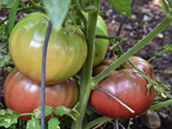 1884 purple heirloom tomato